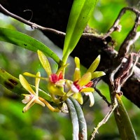 Trichoglottis longifolia Atthan., C.Bandara, N.L.Bandara & Kumar